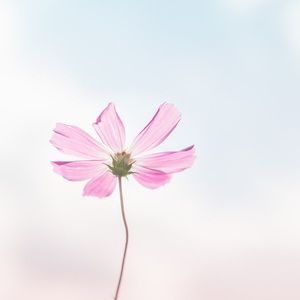 Meet your Posher, Zhaoyi